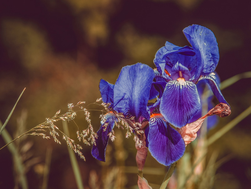 A deep purple Iris flower in bloom with hazy background and some grasses