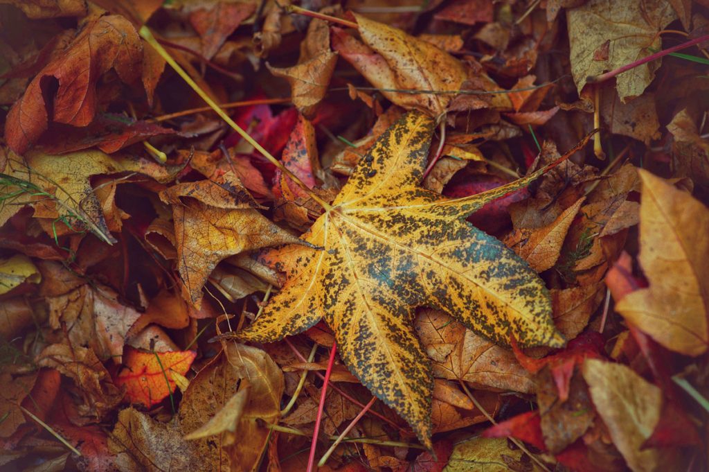 A variety of colorful leaves layered on the ground in the forest