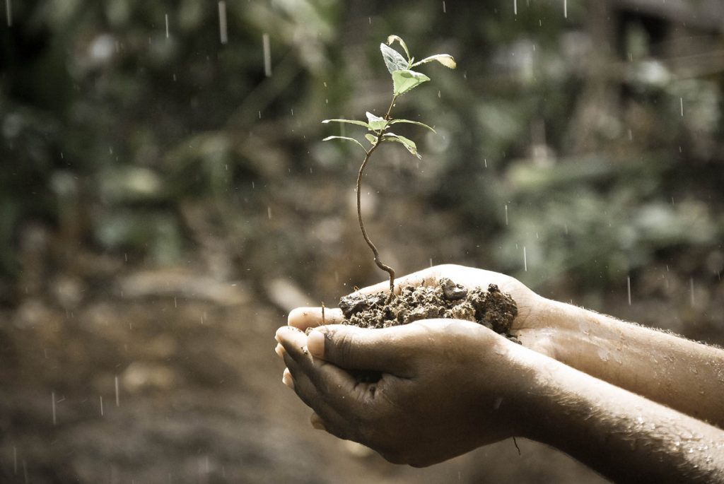 Hands cupping soil with a plant growing in it